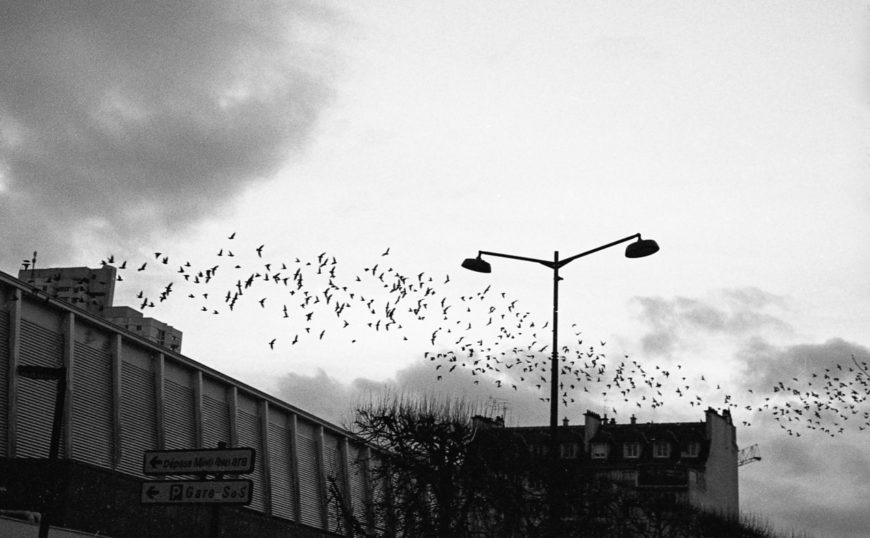 Birds in a row.