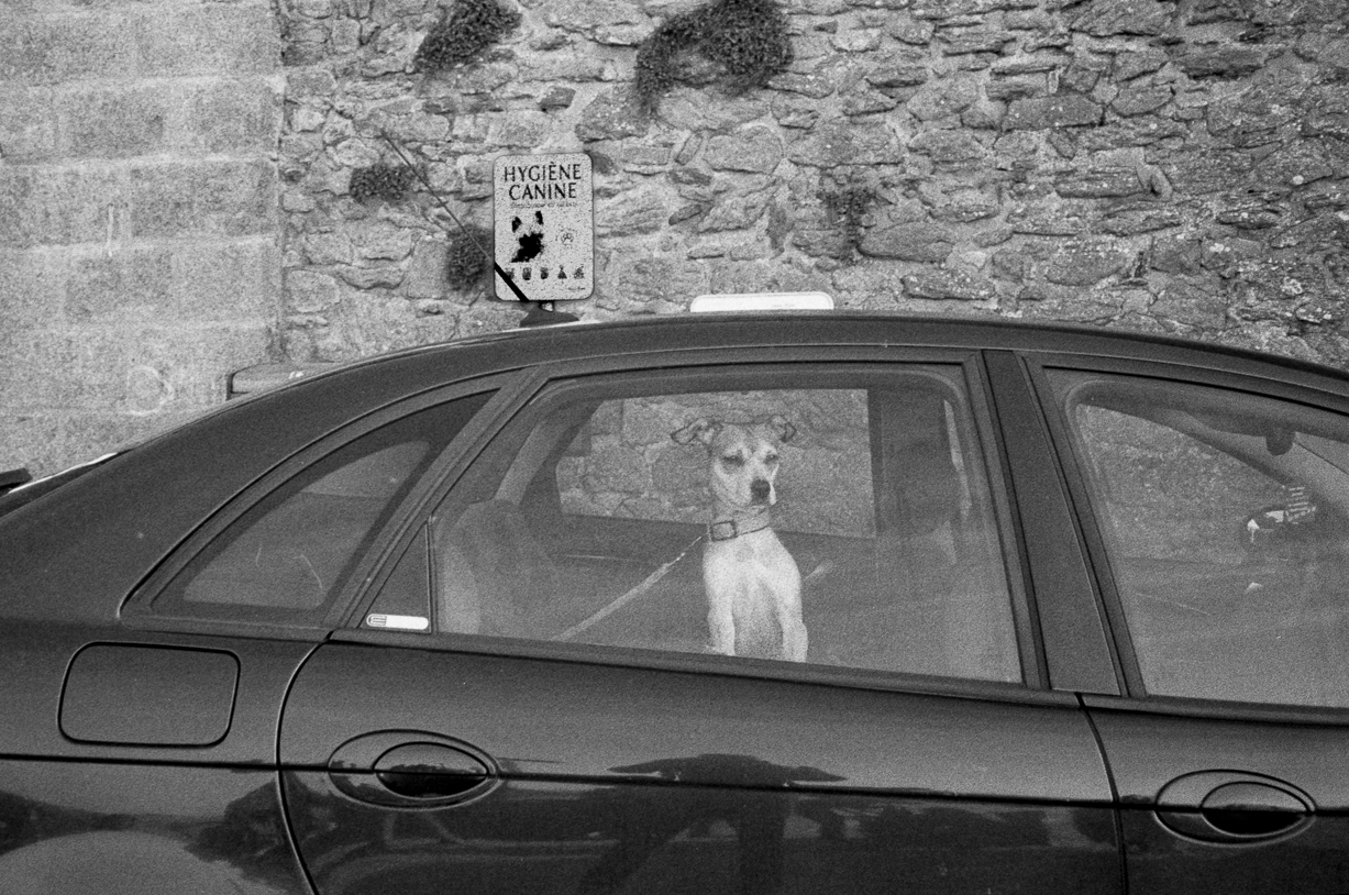 Hygiène canine. 