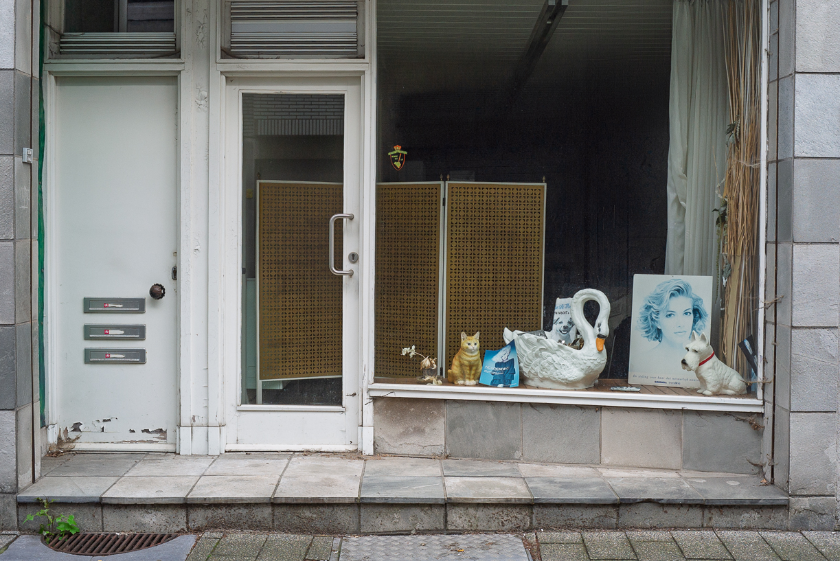 Chien et chat. 